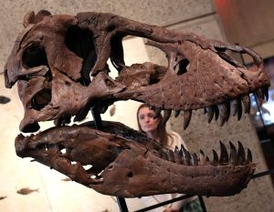 Т. рексът „Гъс“ донесе рекордните 50,1 милиона щатски долара на търг в САЩ